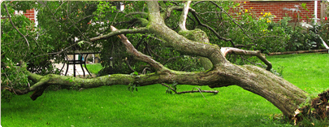 Assurance habitation conseil 3  - Chute d'arbre, dégradation  du jardin